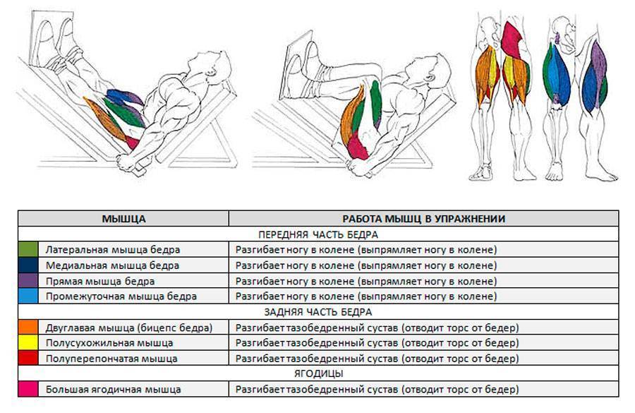 Постановка ног при жиме ногами в тренажере: варианты жима ногами с широкой, узкой, высокой, низкой и средней постановкой ног