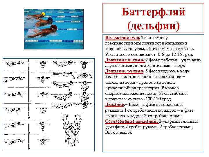 ✅ стиль плавания баттерфляй техника - veloexpert33.ru