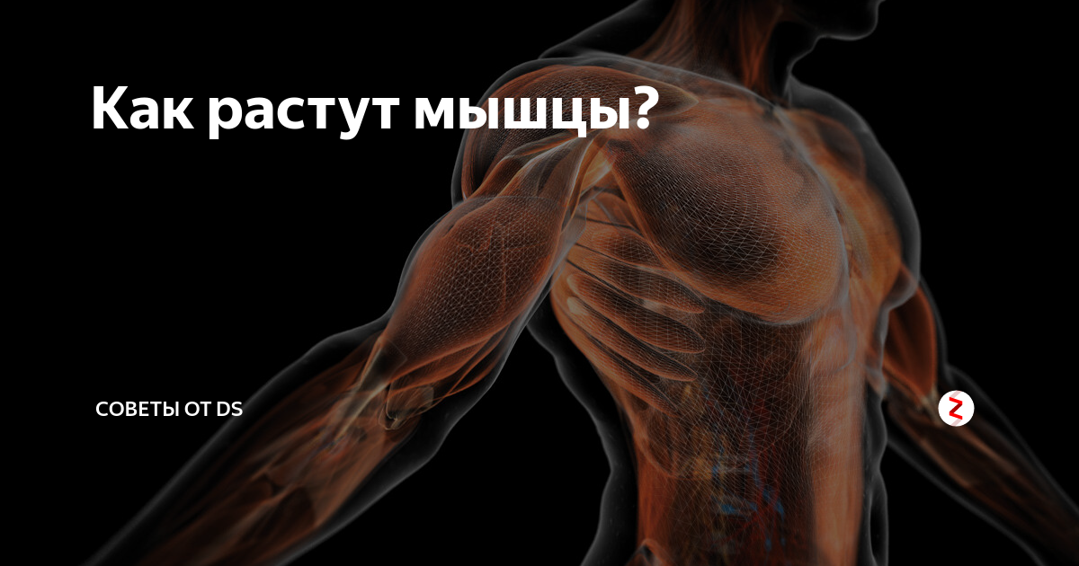 Все “как” и “почему” о росте мышц
