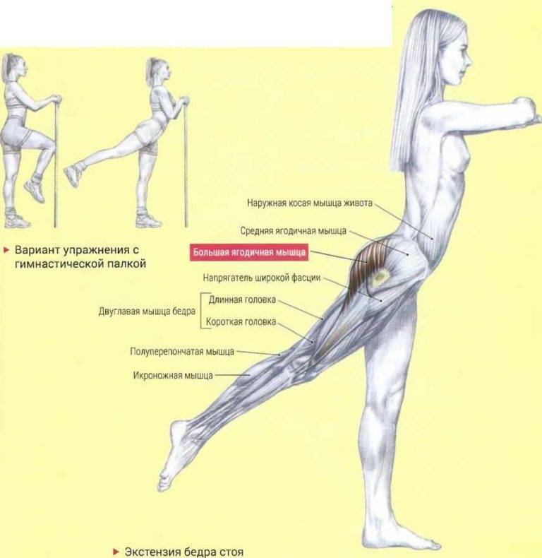 Упражнение 7 отведение согнутой ноги назад из положения на четвереньках. упругие ягодицы. 25 лучших упражнений
