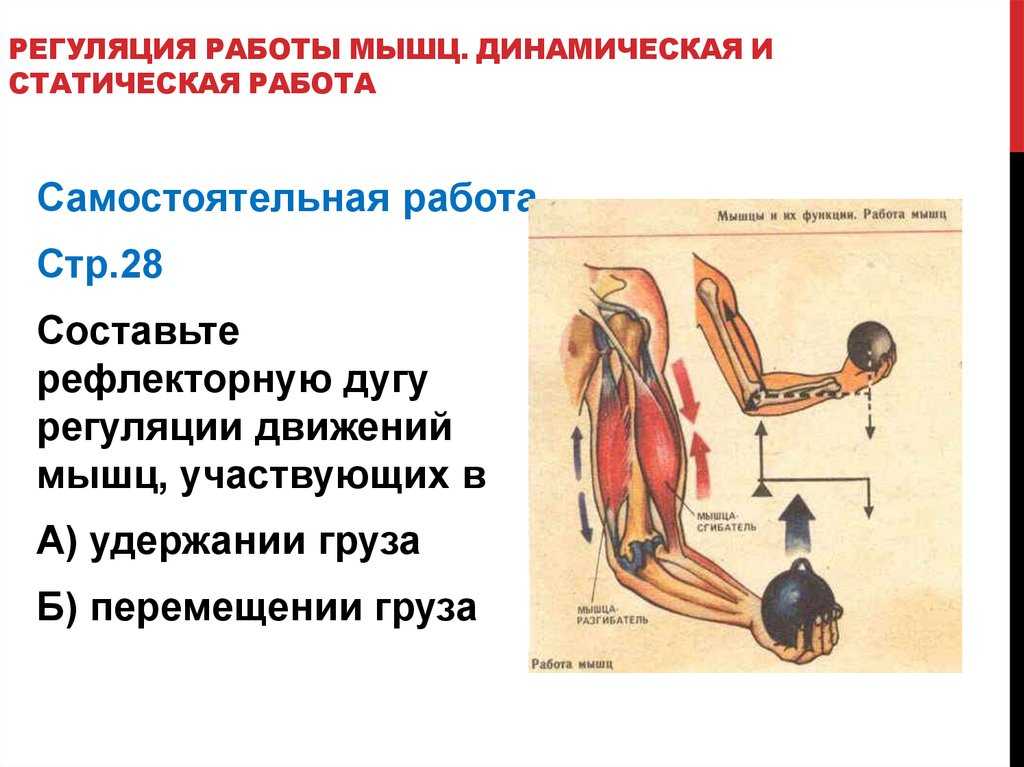 Мышцы человека: анатомия, строение, функции – российский учебник