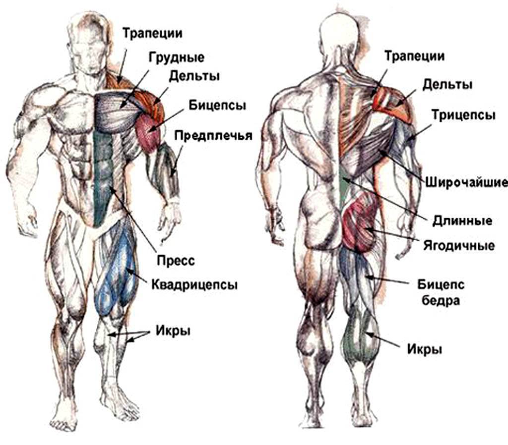 Виды мышечного отказа в упражнениях (для роста мышц и выносливости)