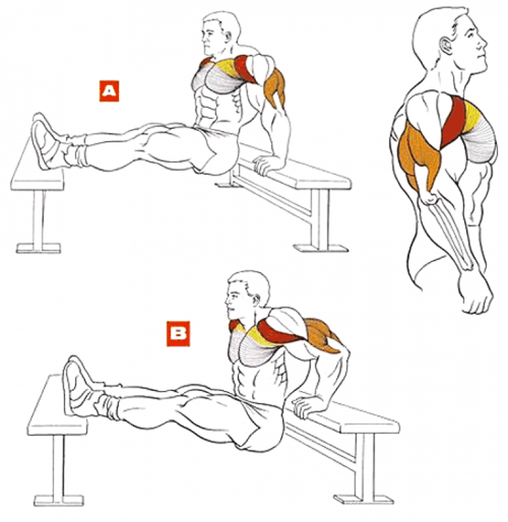 Базовые и изолирующие упражнения на трицепс или как накачать трехглавую мышцу плеча