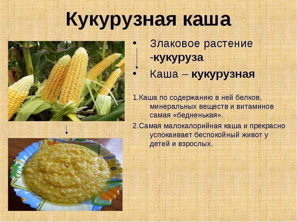 Польза кукурузы вареной для человека. Чем полезна кукуруза. Полезные свойства кукурузы. Кукуруза культурное растение. Что делают из кукурузы.