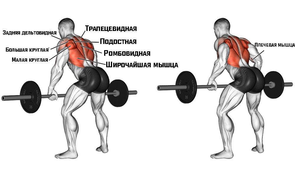 Тяга т-грифа: правильная техника, какие мышцы работают