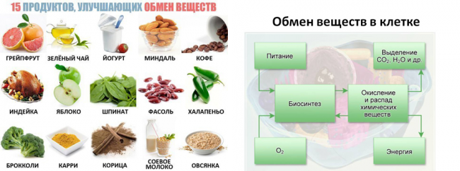 Как восстановить обмен веществ в организме домашних условиях - питание в помощь | | irksportmol.ru