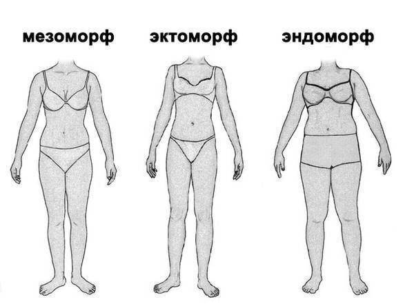 📌 эктоморф, мезоморф или эндоморф — как определить тип телосложения?