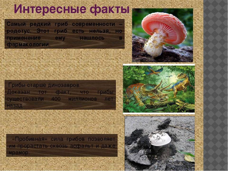 ✅ вареные грибы что приготовить. полезные свойства грибов - ферма-тоцких.рф