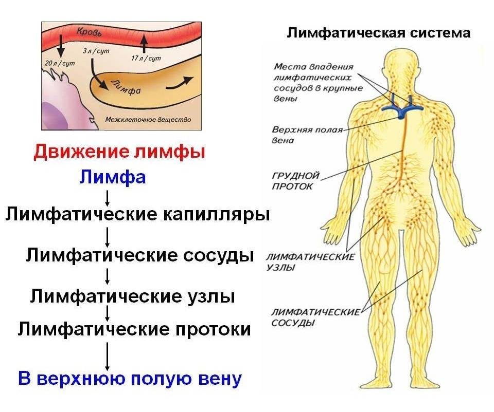 Разогнать лимфу на лице: снятие отеков и способ сохранения и возвращения контура лица —  chermc.ru