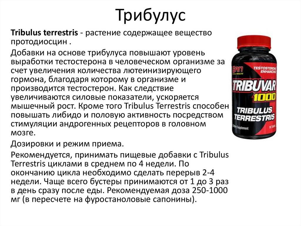 "трибулус": как принимать и как он действует на организм? - tony.ru