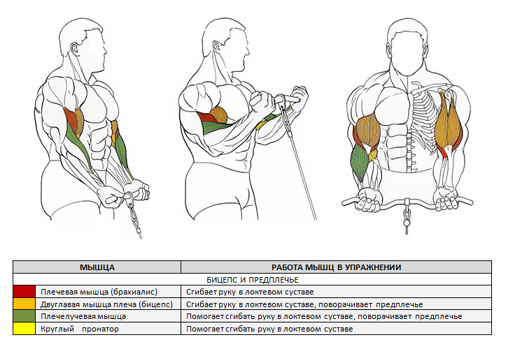 Пик бицепса: упражнения и программа тренировок для отстающего пика двуглавой мышцы плеча