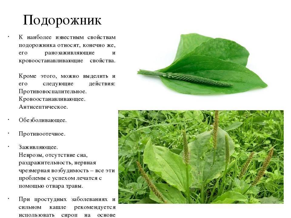 Заготовка подорожника для лечебных целей: когда собирать подорожник - листья. семена, сок – med-pochtoi.ru