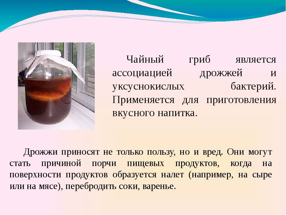 Польза и противопоказания напитка из чайного гриба
