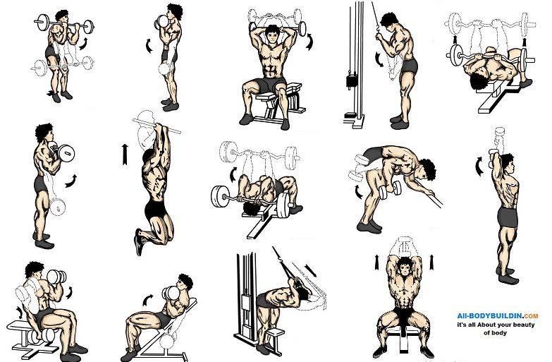 Упражнения на трицепс в зале для мужчин - лучшая программа тренировок