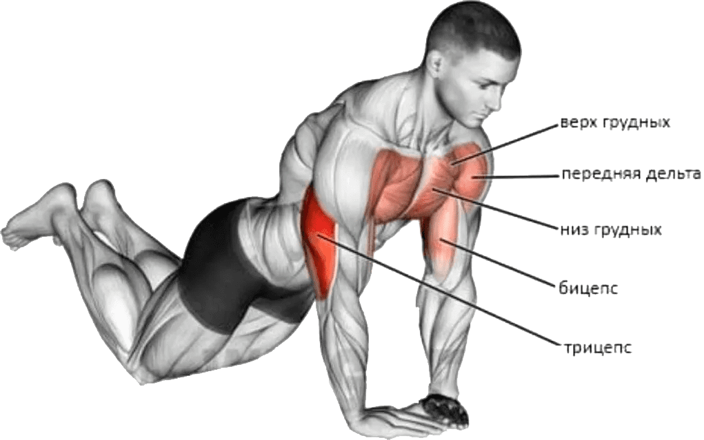 Жим лежа узким хватом: какие мышцы работают и чем заменить - техника выполнения на трицепс