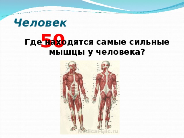 Мышцы спины - анатомия, основные функции, особенности