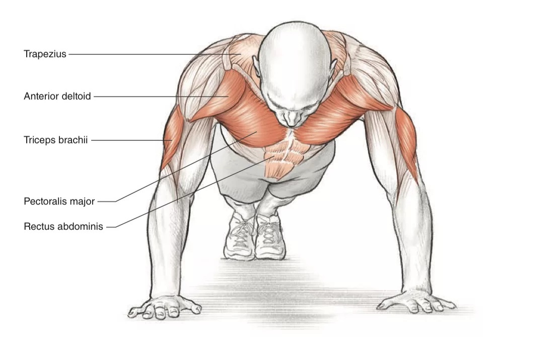 Сколько можно отжимания. Отжимания на мышцы спины. Отжимания на широчайшие мышцы спины. Упражнения на спину отжиманиями. Отжимания мышцы задействованы.