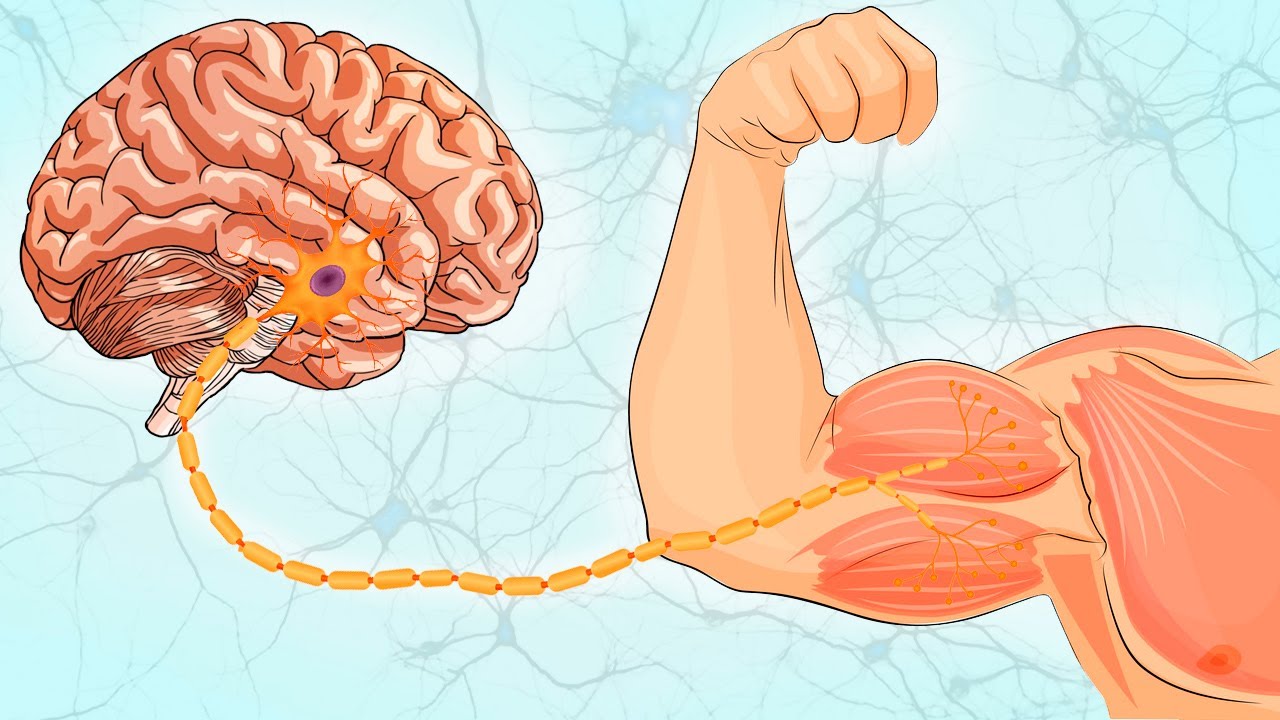 Связь мозг-мышцы