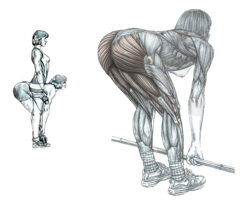 Становая тяга с гантелями для девушек — техника выполнения, работающие мышцы и 3 вида движения - леди стиль жизни