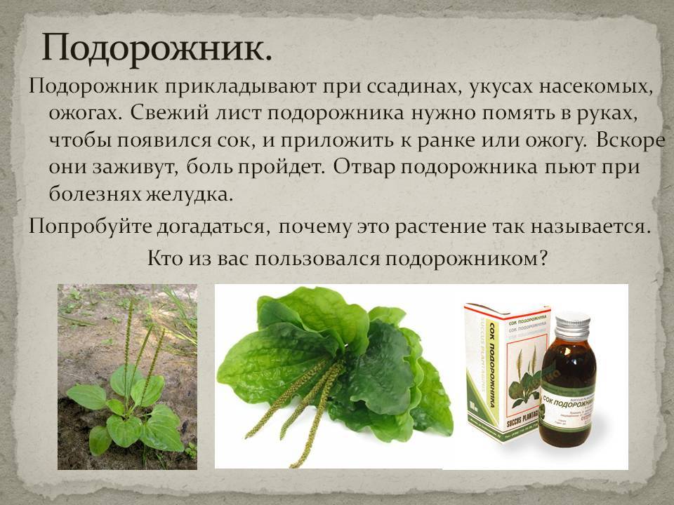 Трава подорожник: лечебные свойства, показания к применению, рецепты из листьев и семян в народной медицине