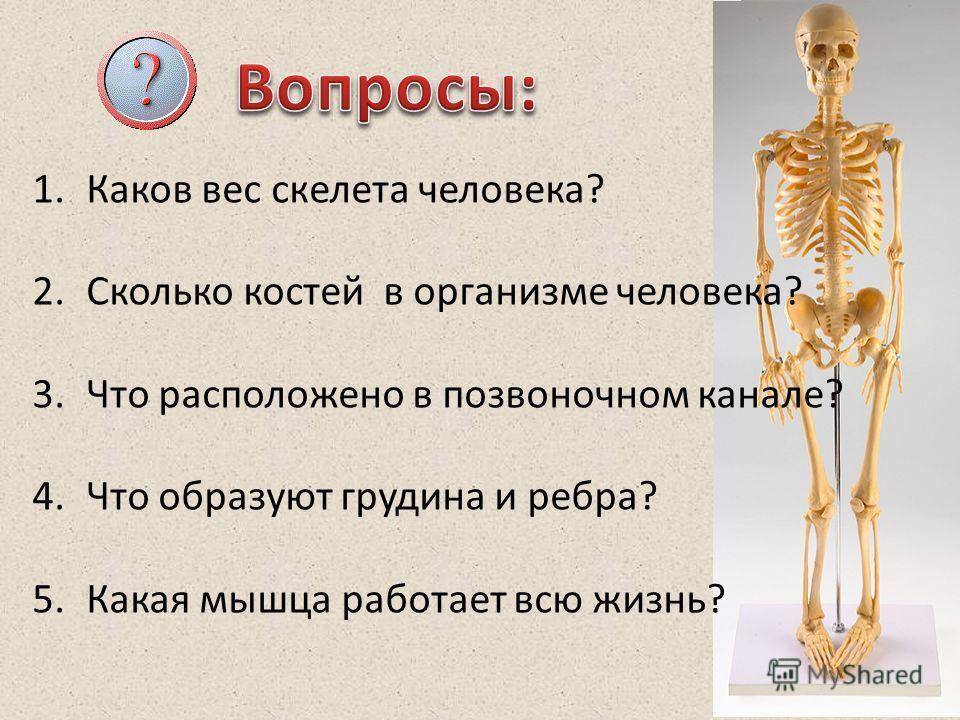 Тяжелая кость: правда или миф?