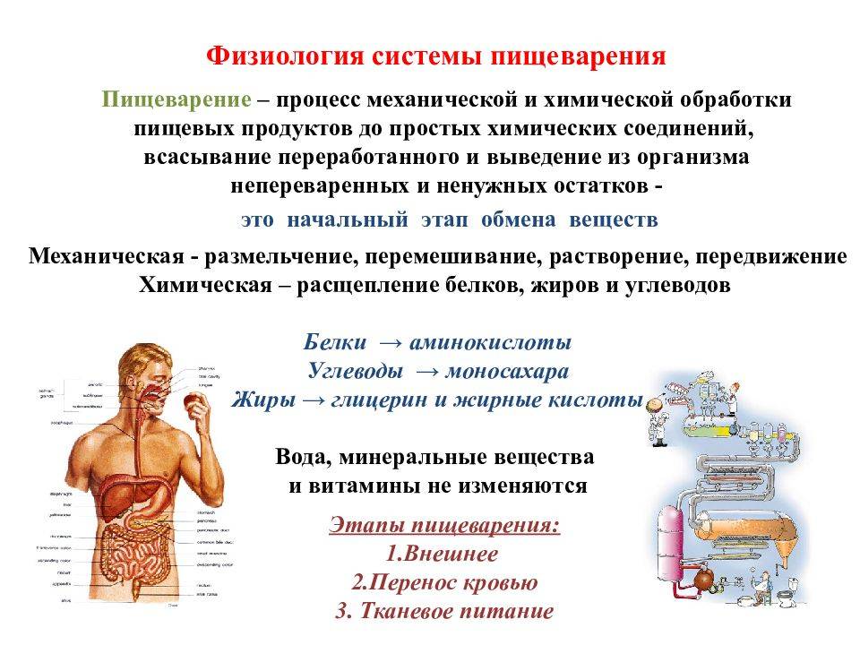 Процесс пищеварения - физиология пищеварительной системы человека