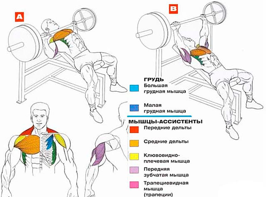 Жим свенда: техника и варианты упражнения на грудные мышцы