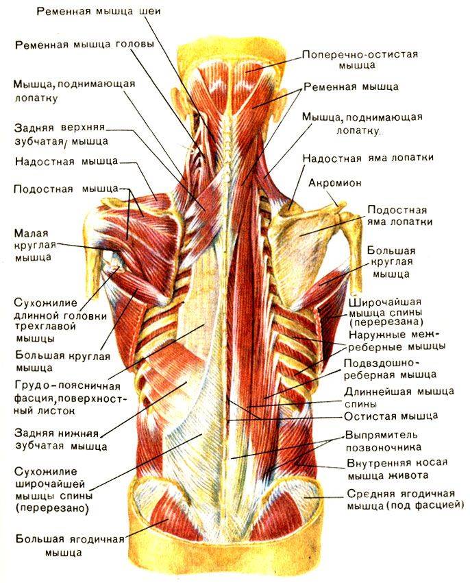Анатомия мышц спины,широчайшие мышцы спины,трапециевидная мышца спины
