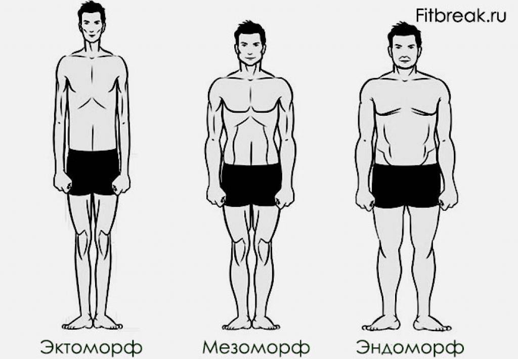 Эктоморф, мезоморф, эндоморф - как определить тип телосложения?