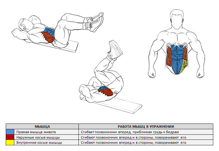 Скручивания на наклонной скамье — базовое упражнение для мышц брюшного пресса