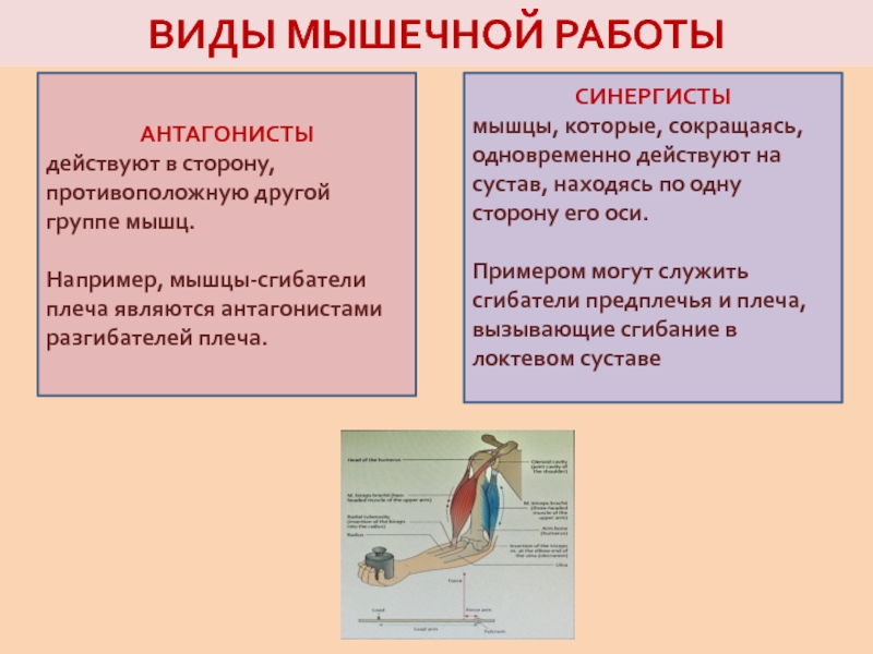 Работа мышц. элементы биомеханики - мышечная система - атлас анатомии человека
