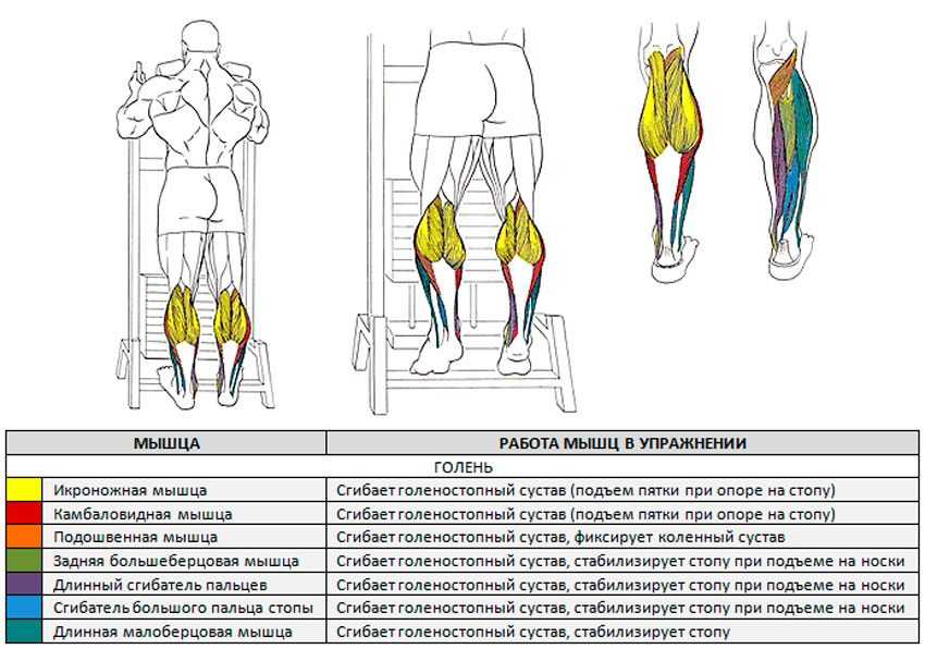 Подъем на носки стоя: техника выполнения, какие мышцы работают