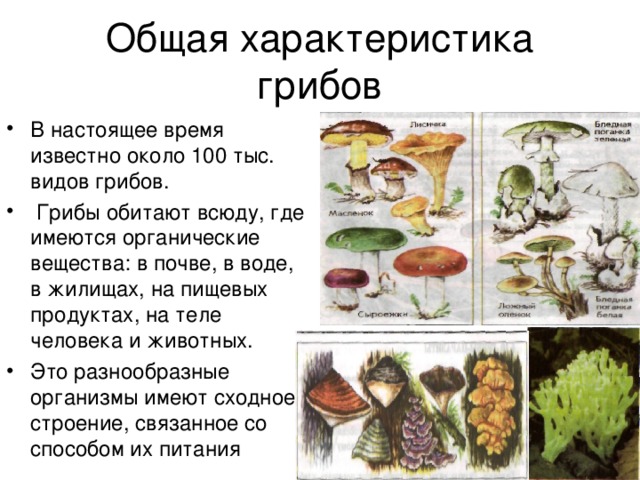 ✅ перевариваются ли грибы в желудке у человека - gdefit.ru