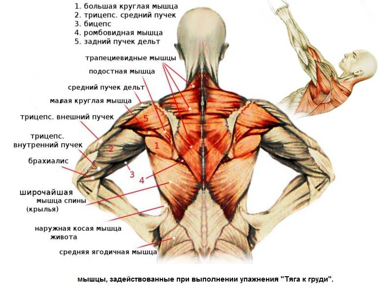 Анатомия : поверхностные мышцы спины