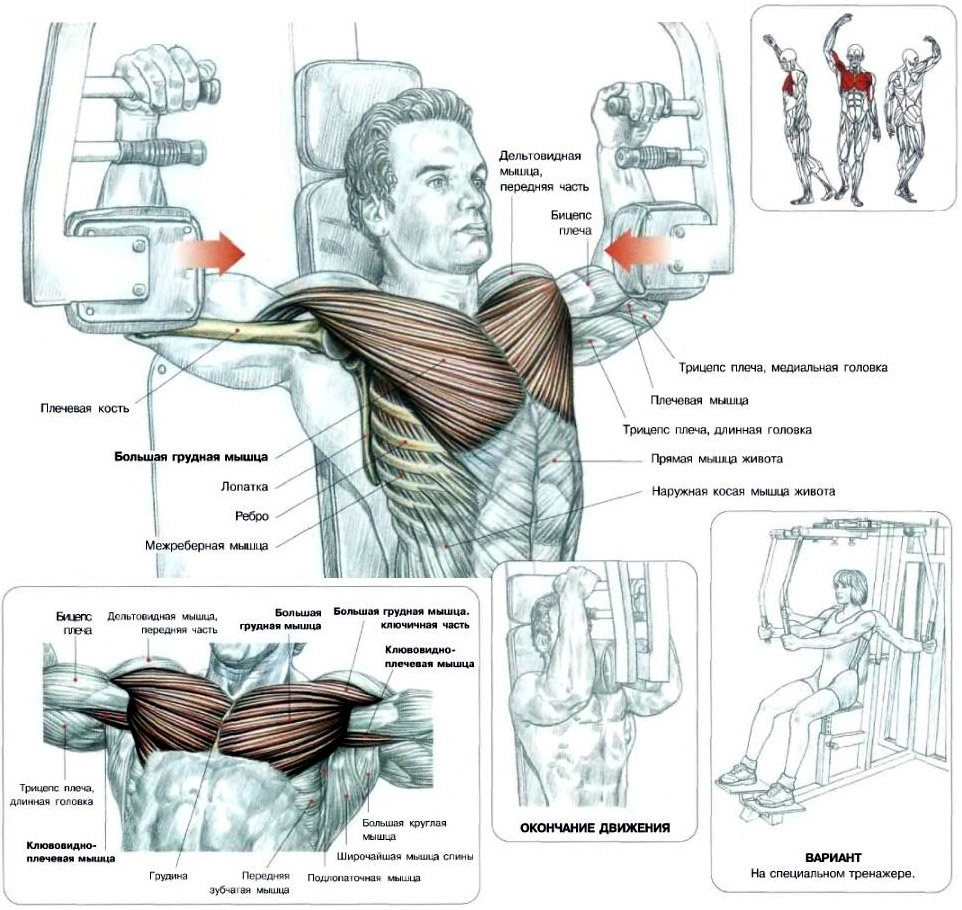 Сведение рук в тренажере бабочка для грудных мышц сидя: какие мышцы работают? правильная техника выполнения