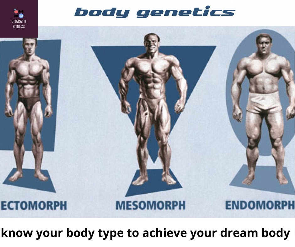 3 типа телосложения в бодибилдинге (эктоморф,мезоморф,эндоморф)