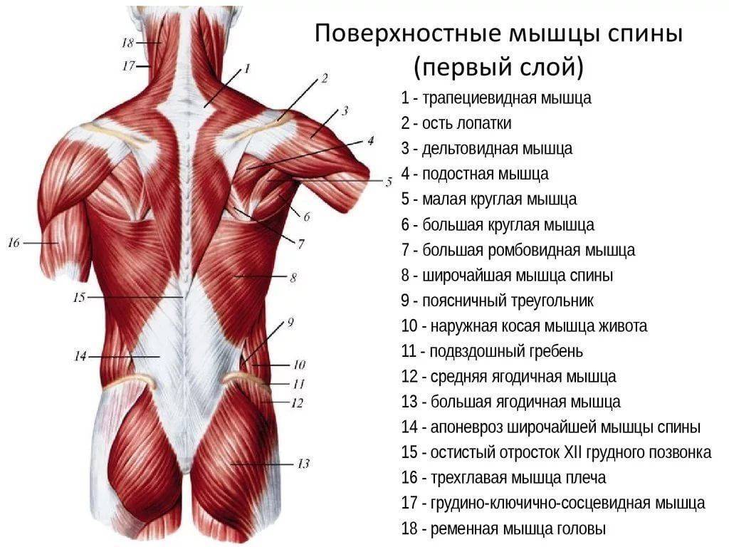 Анатомия мышц спины: что, как устроено и чем качать