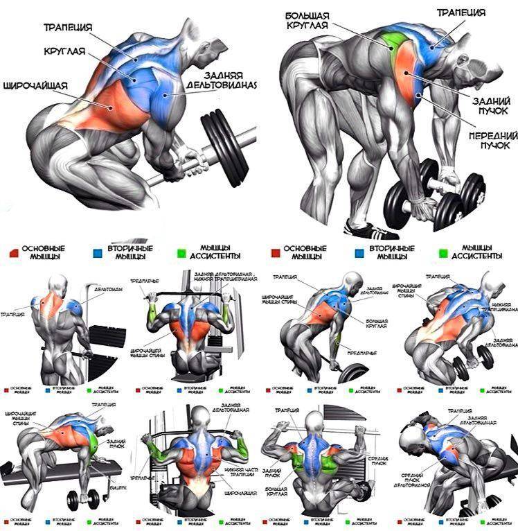 Как правильно прокачать мышцы спины