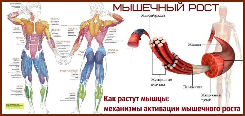 Как растут мышцы - о мышечной гипертрофии у атлетов