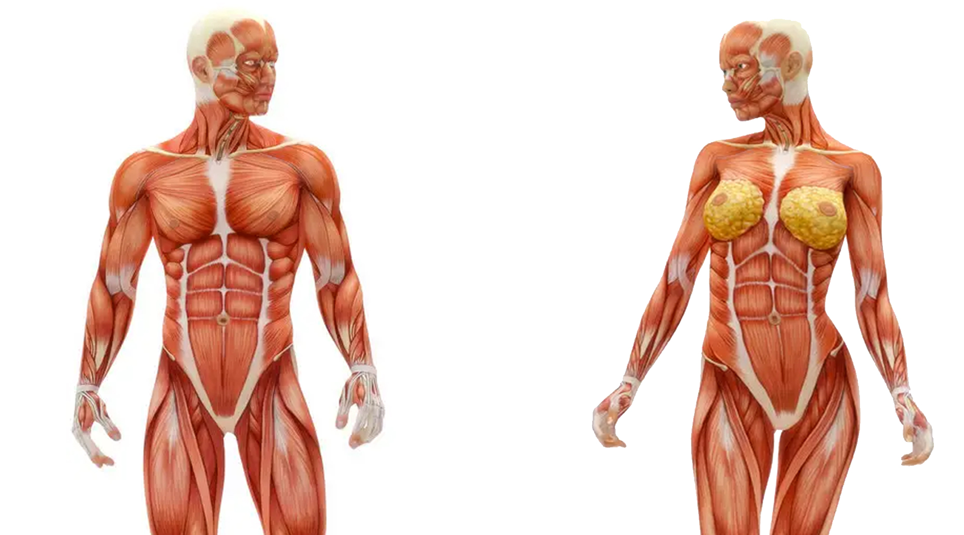 Анатомия : мышцы шеи.