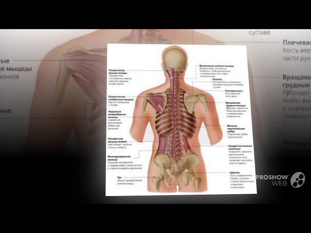 Боль под левой и правой лопаткой сзади со спины: причины, почему болит