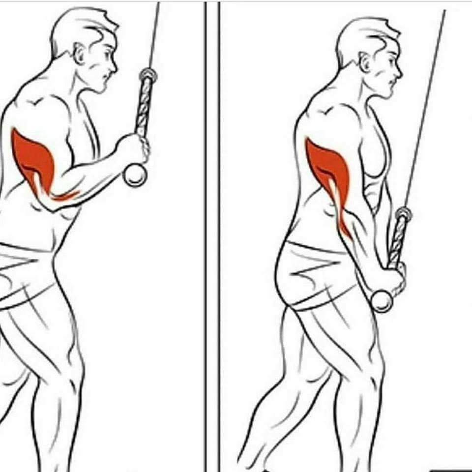 Как прокачать спину и трицепс: 20 упражнений для качественной тренировки | super.ua