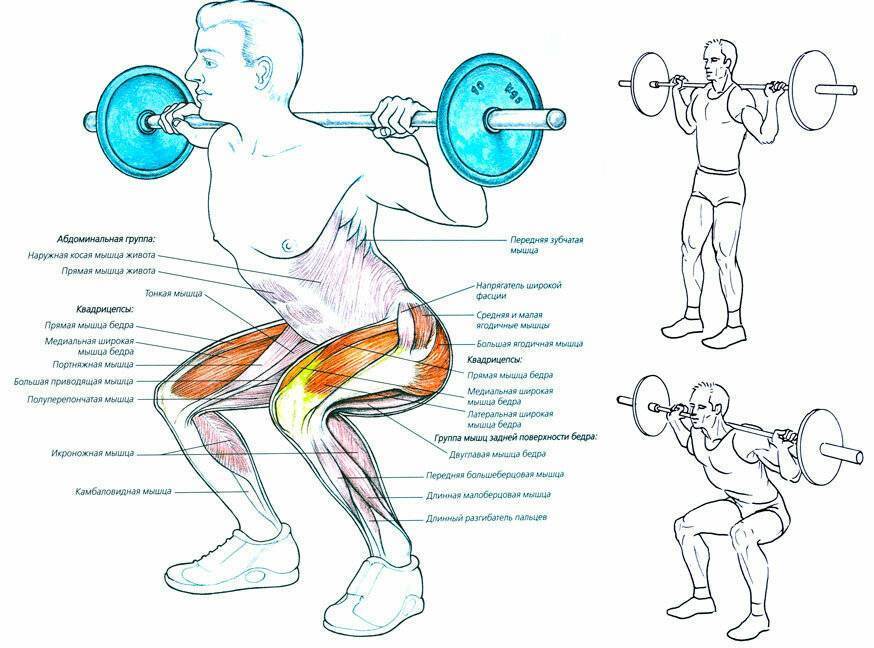 Полуприсед: как правильно делать упражнение со штангой, какие мышцы работают