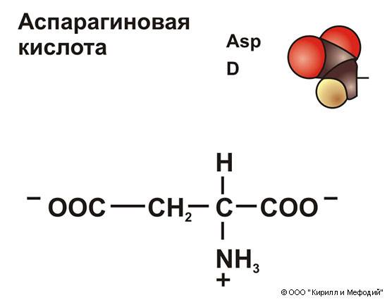 Полезные свойства и применение аспарагиновой кислоты