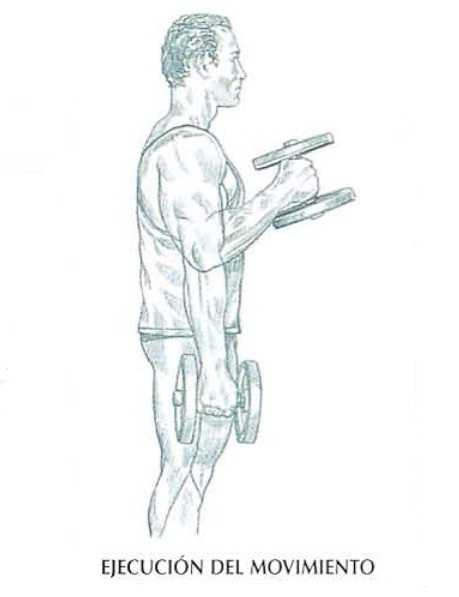 Упражнение «молот»: эффективная тренировка рук на бицепс с помощью упражнения молоток с гантелями