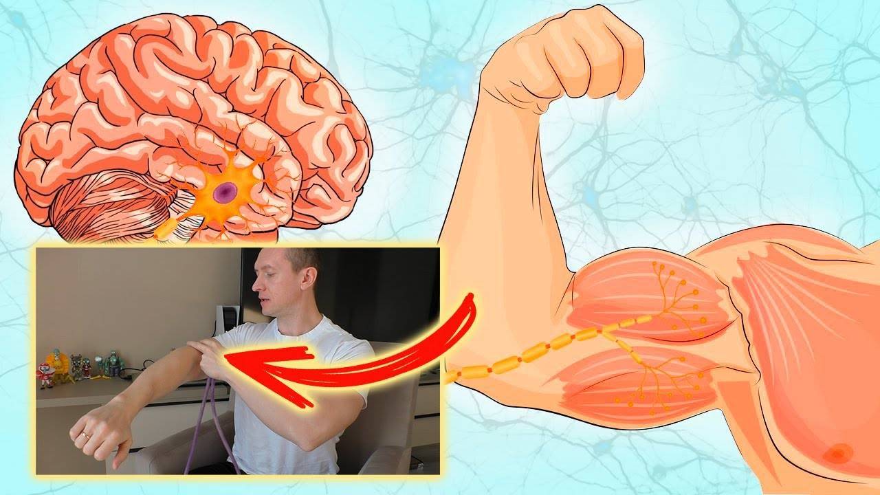 Связь «мозг-мышцы»: как тренироваться эффективно?