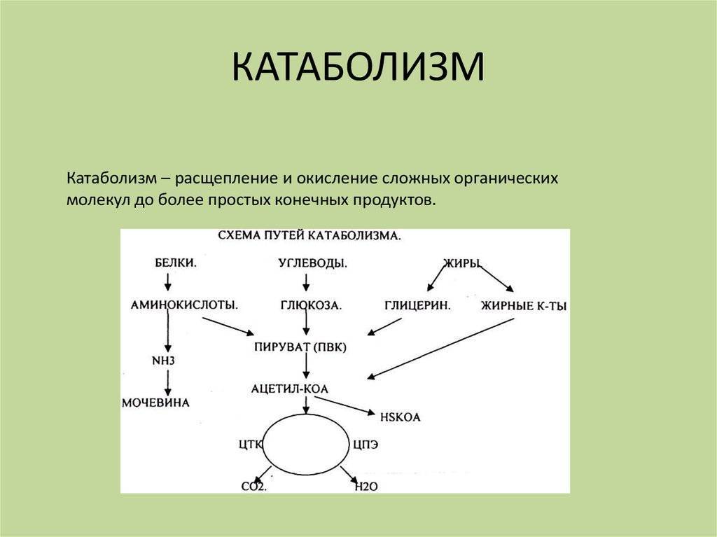 Метаболизм клетки (биология, 10 класс)