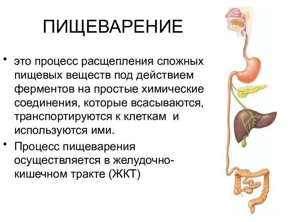 Механизм пищеварения в человеческом организме