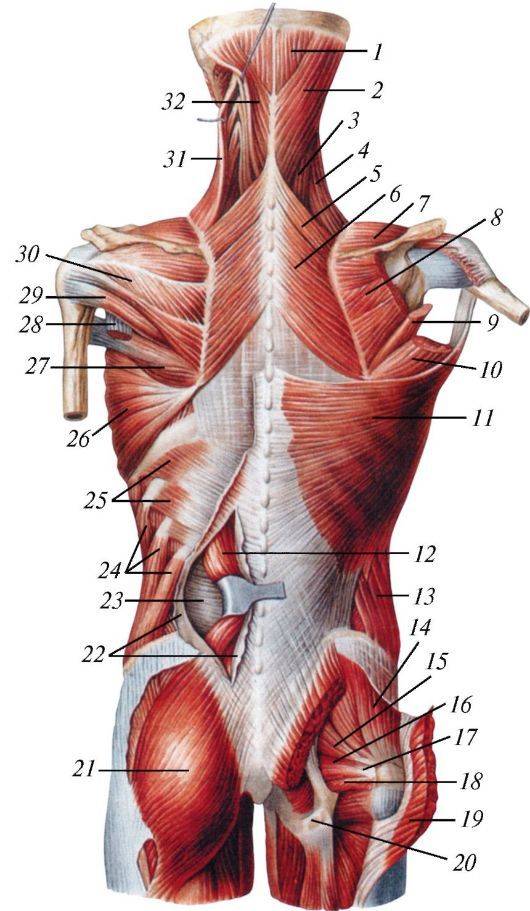 Анатомия мышц спины: строения, функции, упражнения для развития мышц спины - всё о тренировках