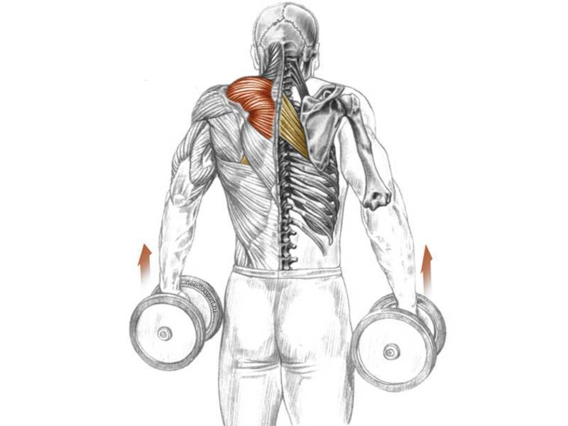 Трапециевидная мышца — стратегия тренировок и лучшие упражнения